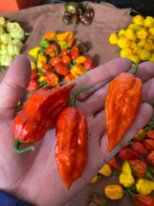 Red Ghost Pepper