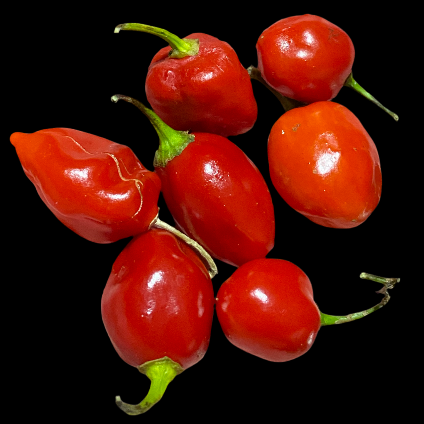 Red Savina