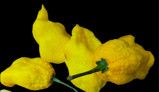 Yellow Long-Tail Scorpion