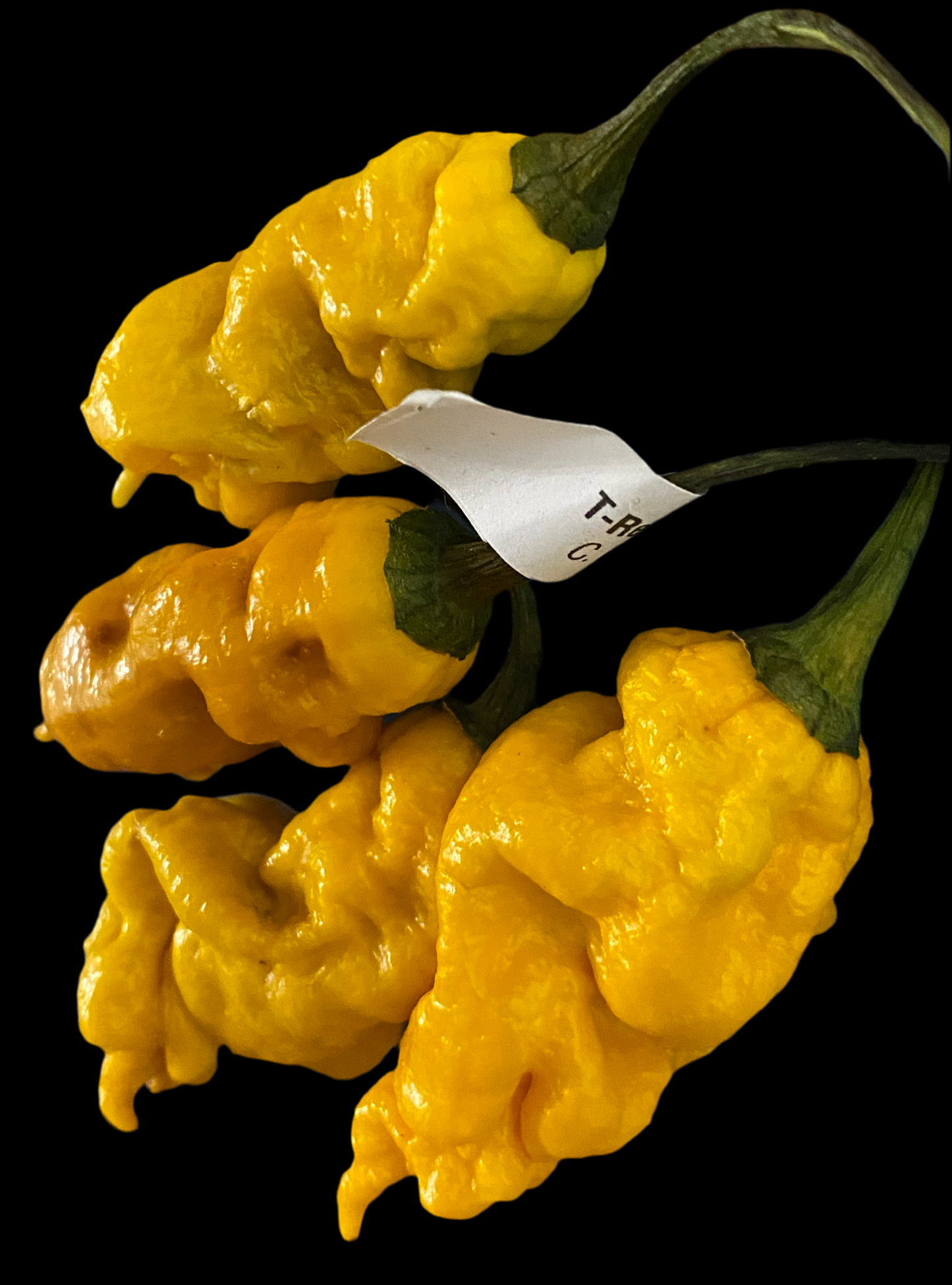 Yellow TRex
