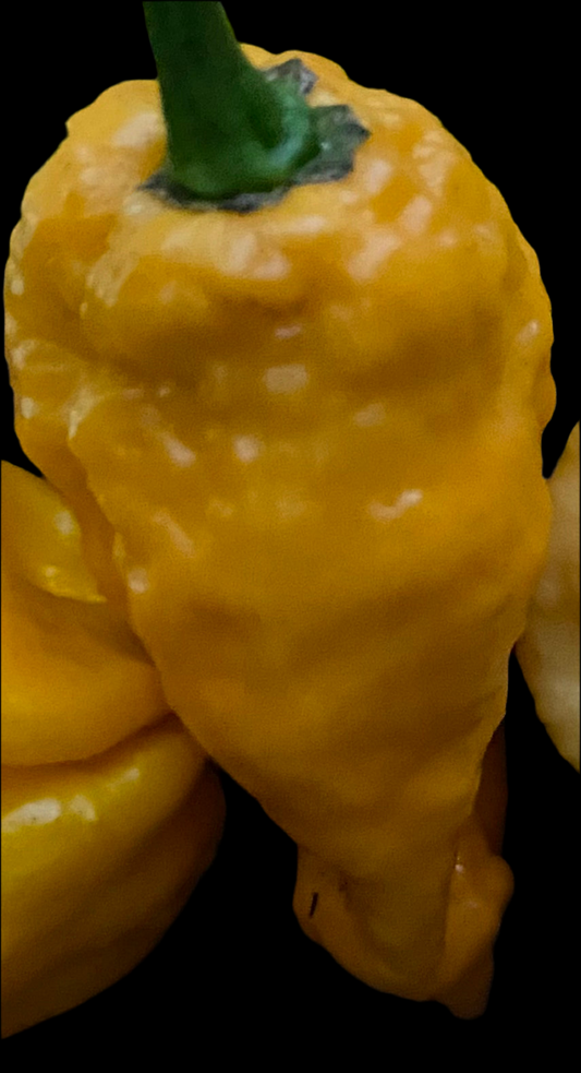 Bubblegum 7 Smooth