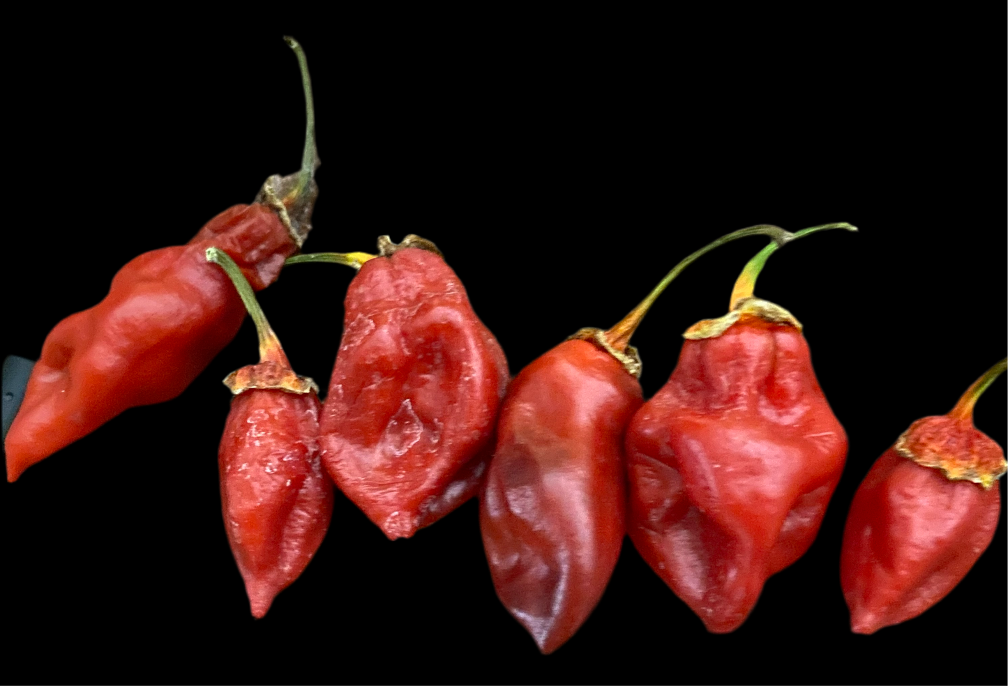 Unstable Red Bubblegum