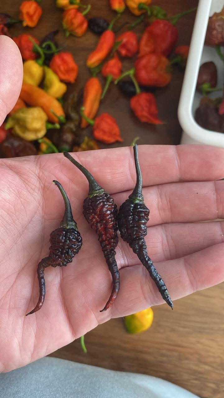 CB Naga Twster Pheno