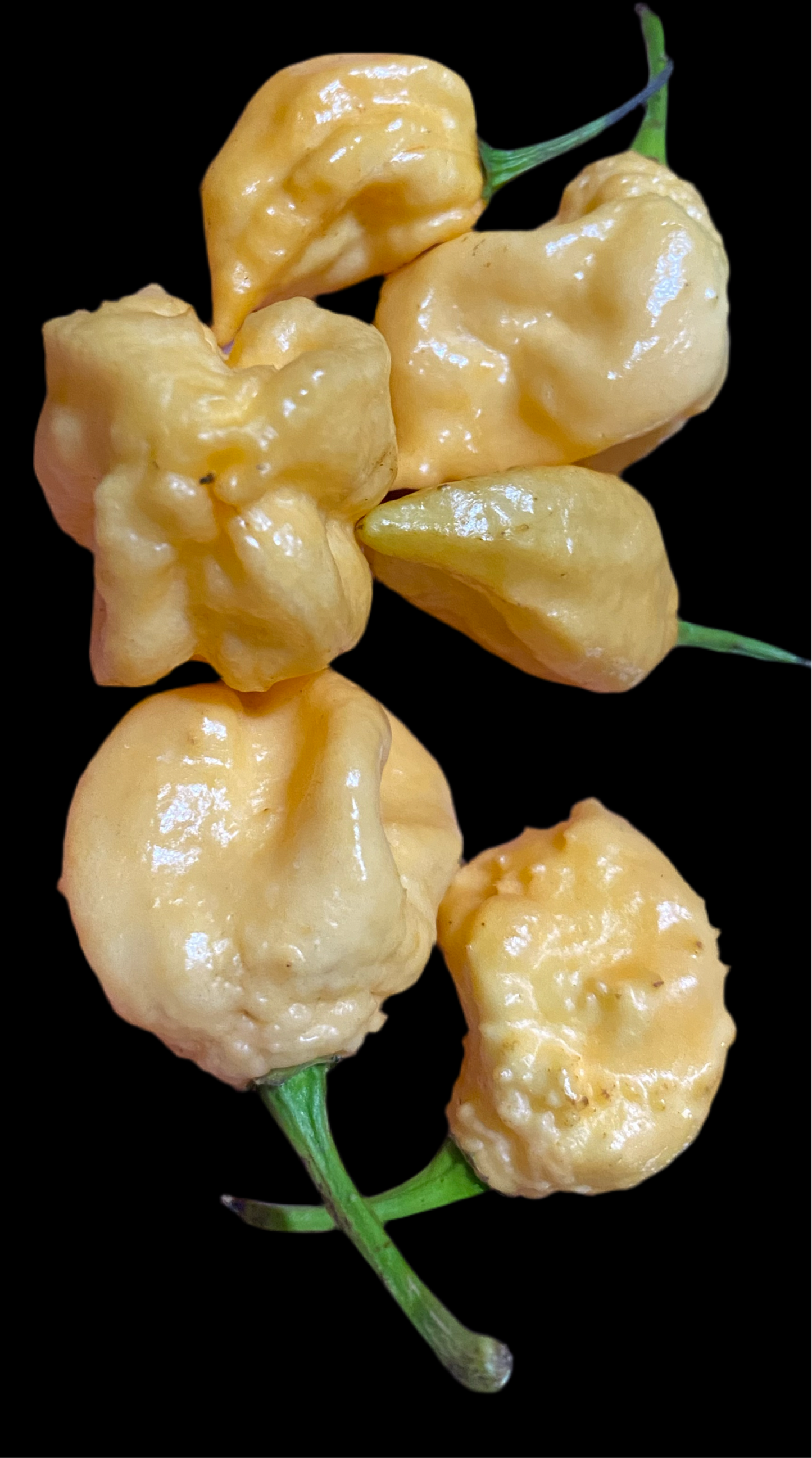 California Reaper