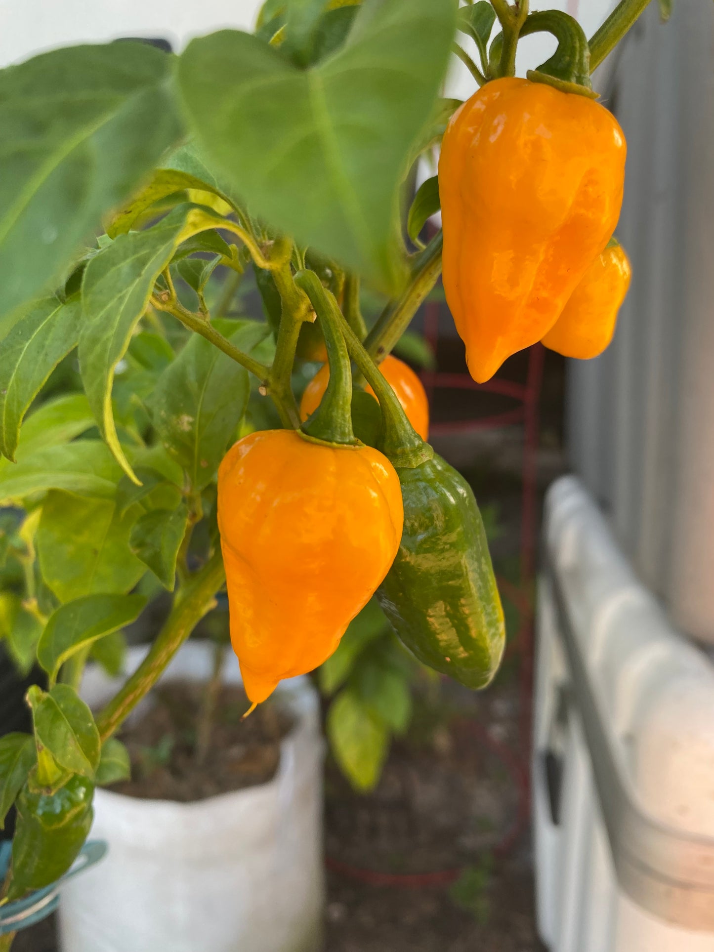 Yellow Komodo dragon