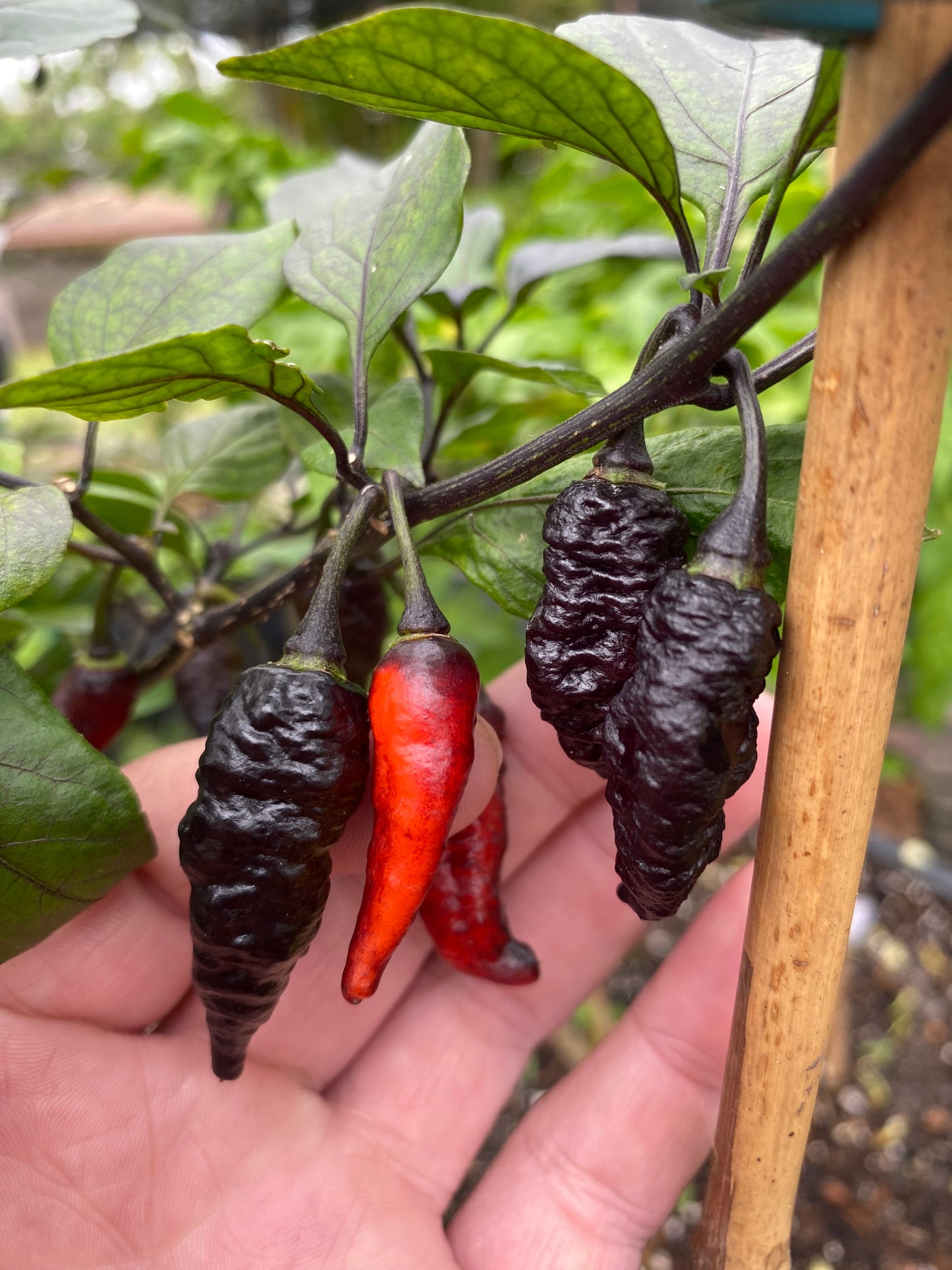 CB Naga Twster Pheno