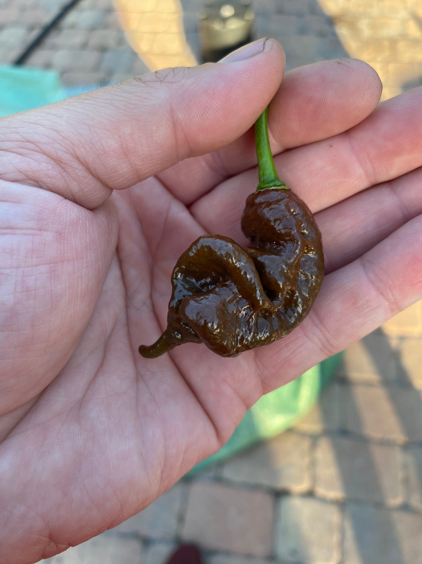 Chocolate Primotalii