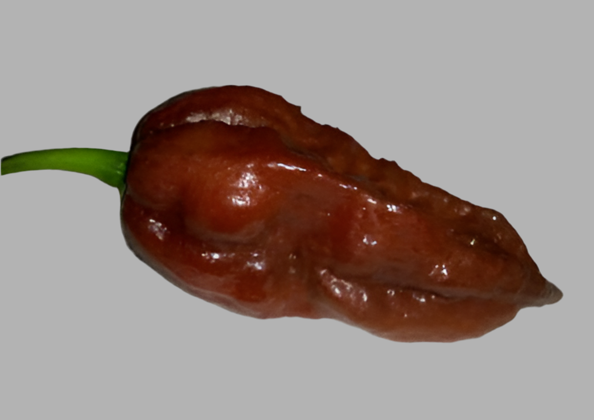 Chocolate Ghost (Super Hot)