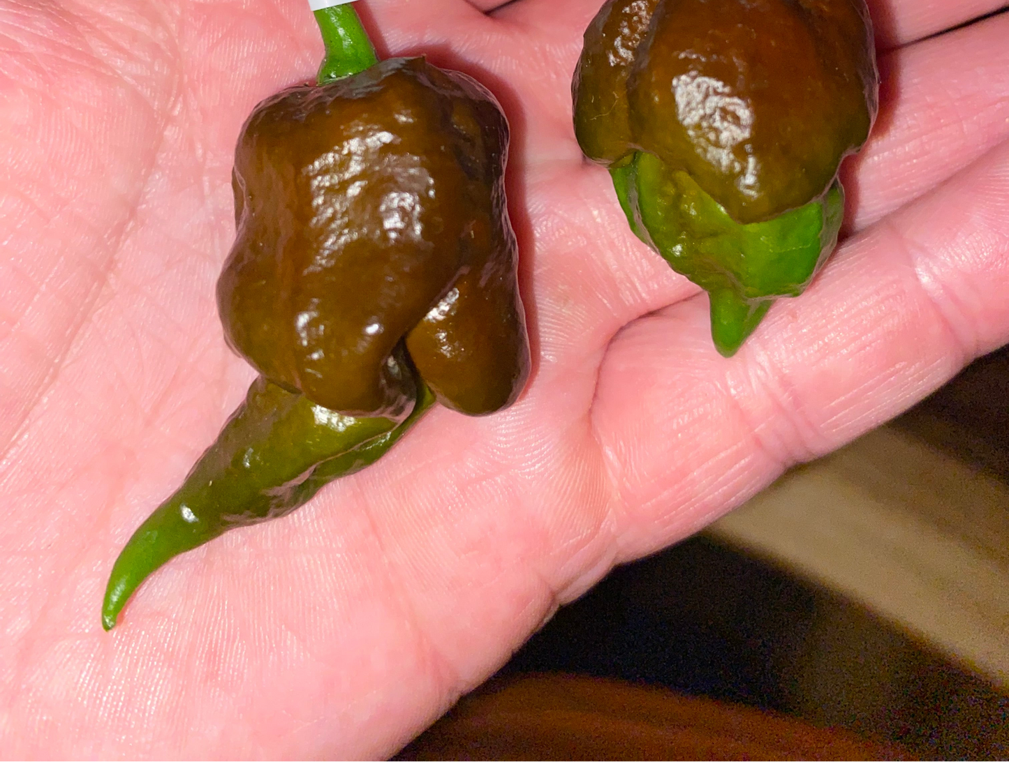 Chocolate Apocalypse Scorpion