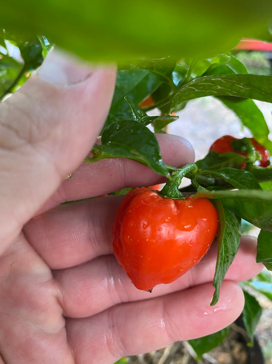 Red Habanero (Hot)