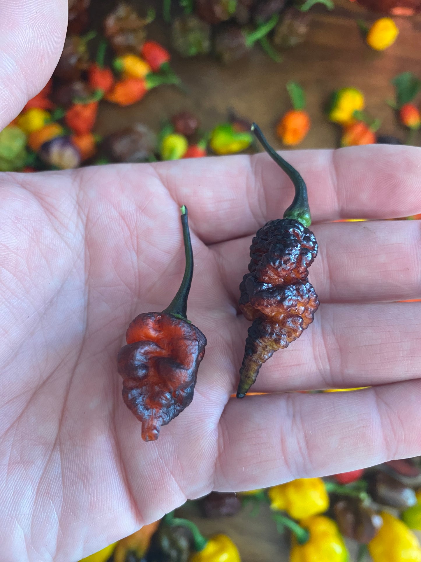 CB Naga Twster Pheno