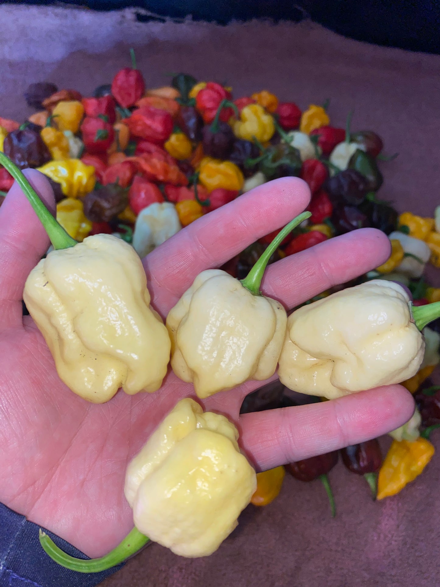 White Moruga Scorpion