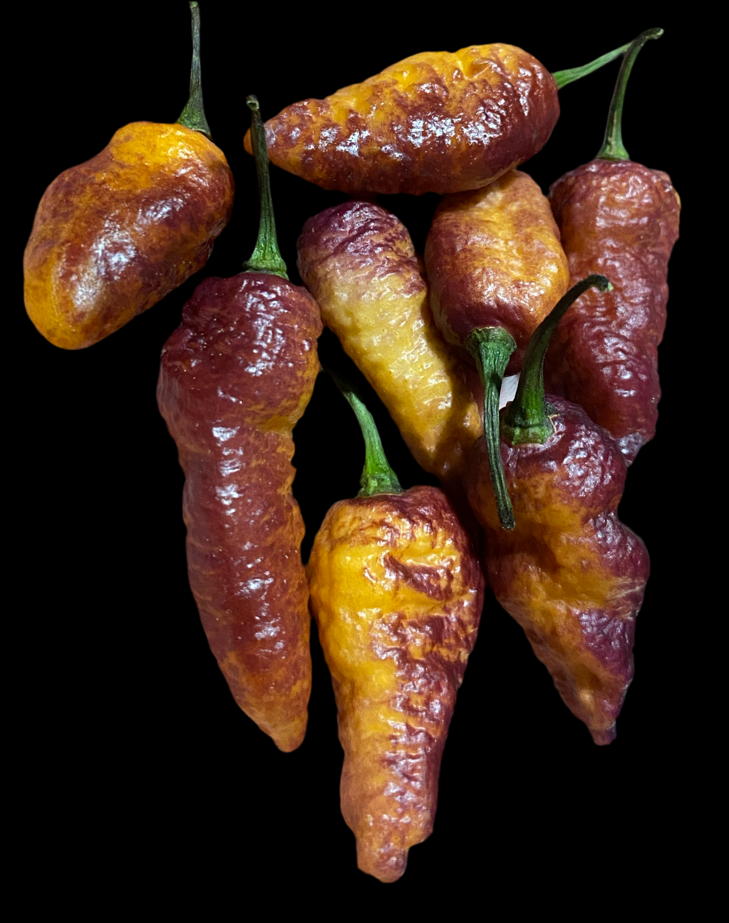 Pink Tiger X Peach Bhut