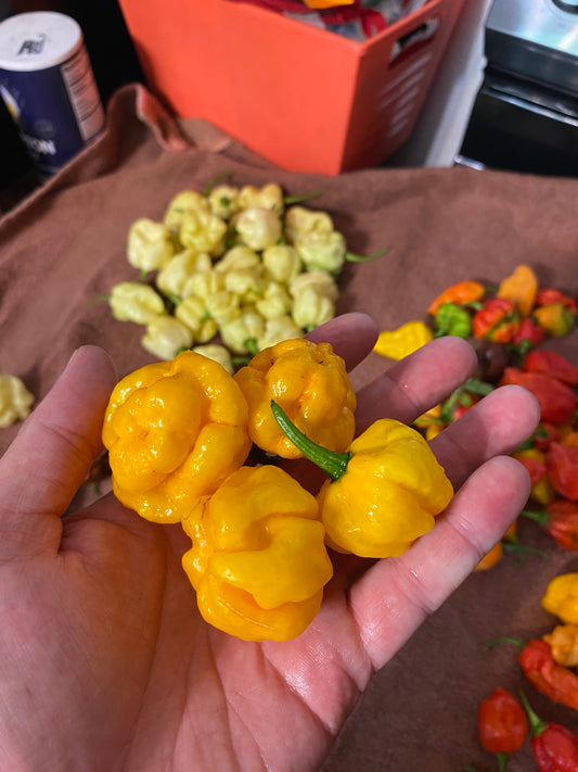Yellow Scotch Bonnet