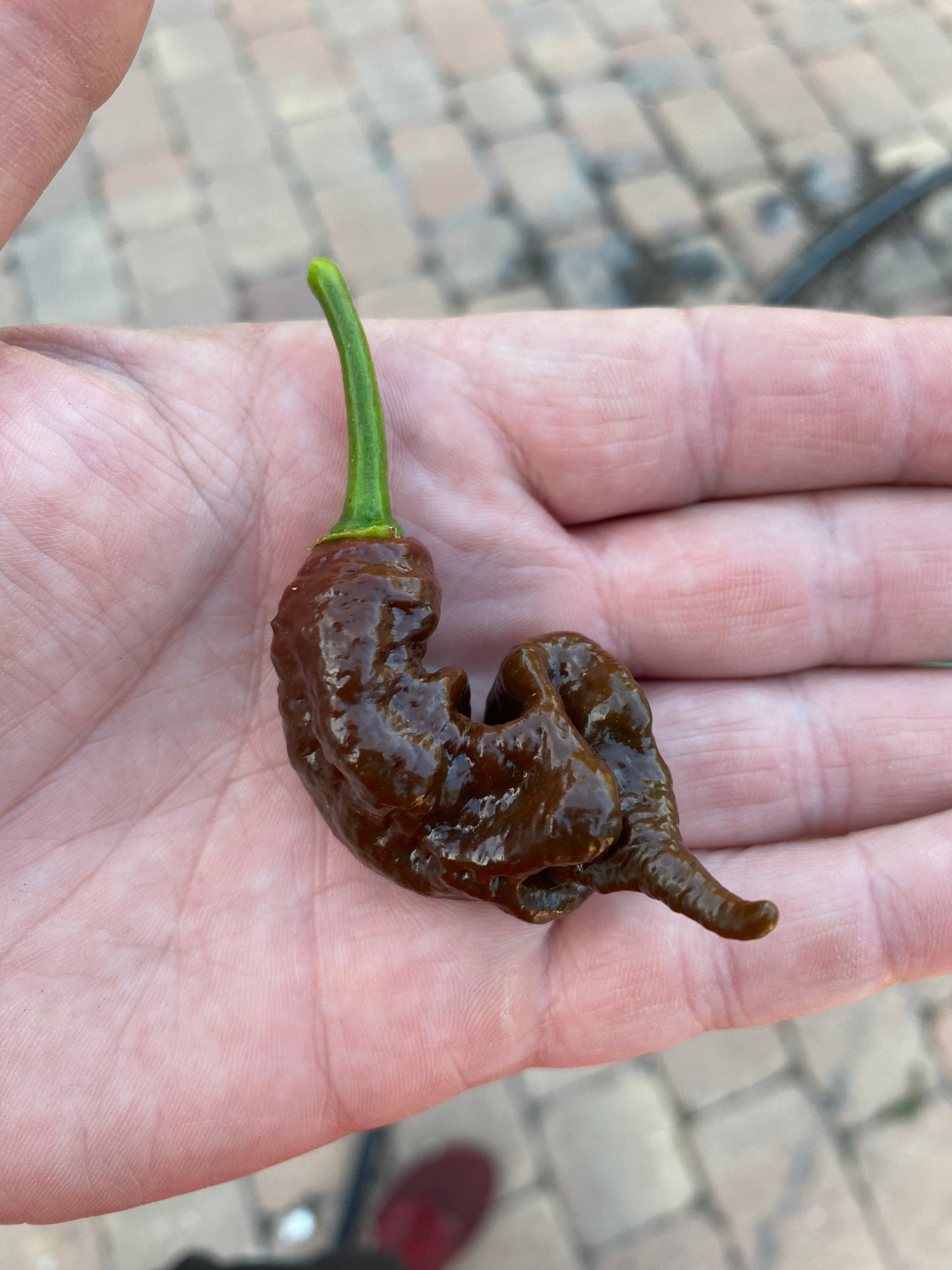 Chocolate Primotalii