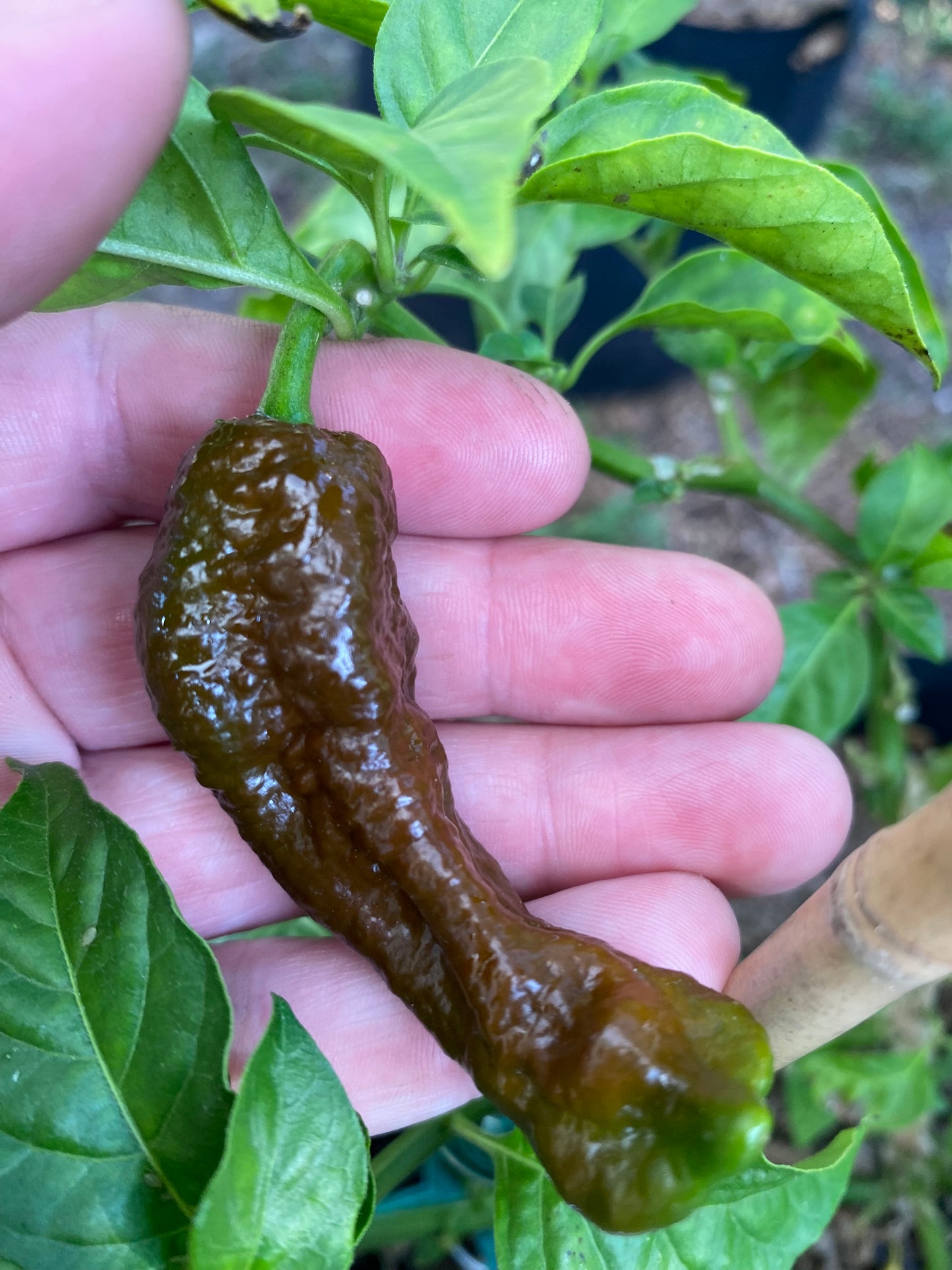 Chocolate Primotalii