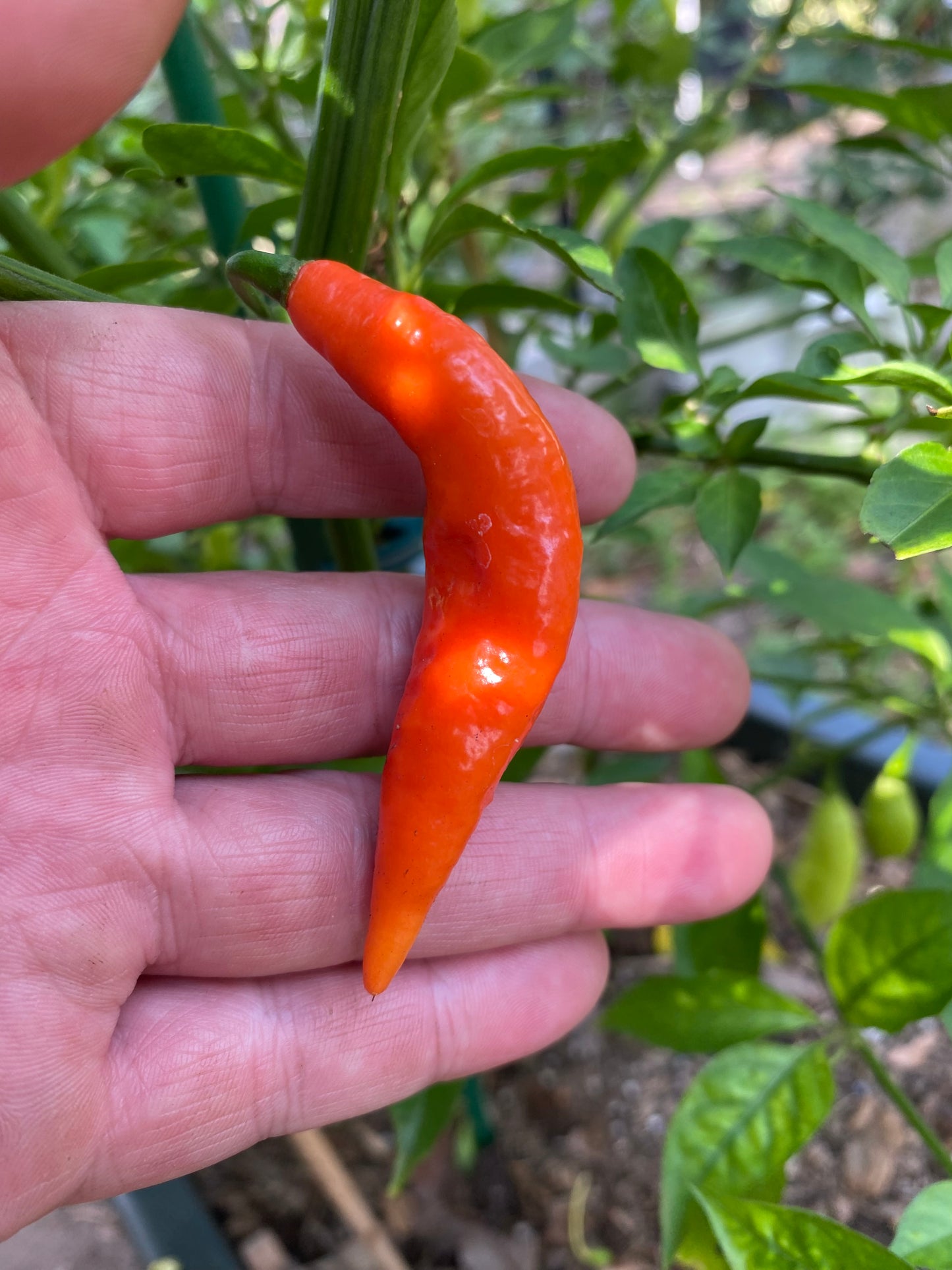 Smooth Red Ghost (Super Hot)
