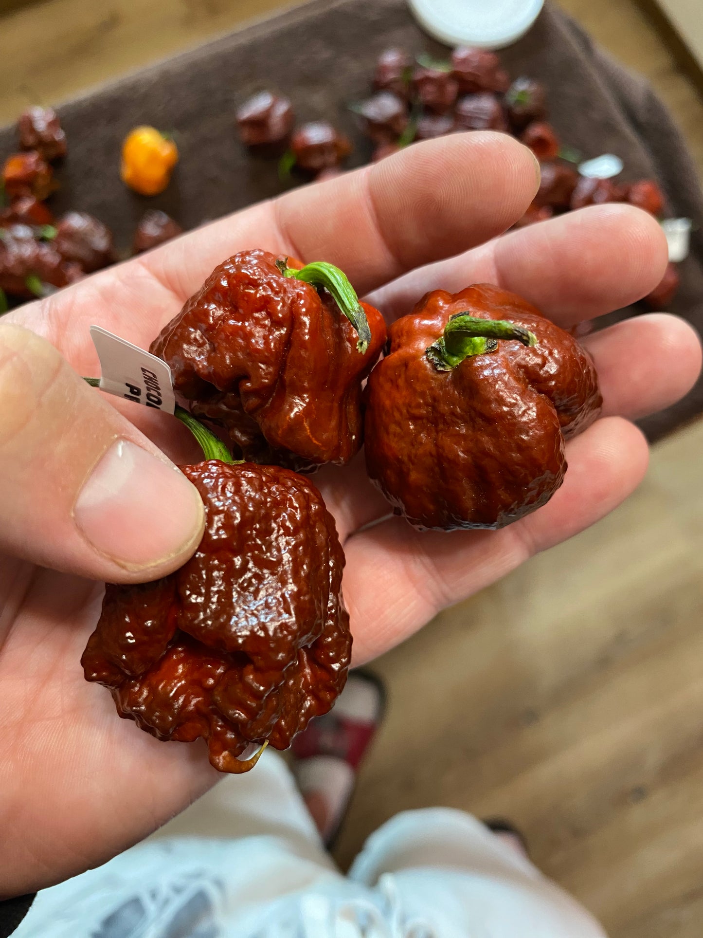Chocolate 7pot primo