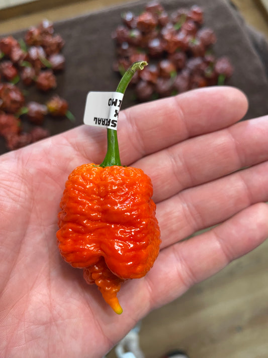 Death spiral X Primotalii