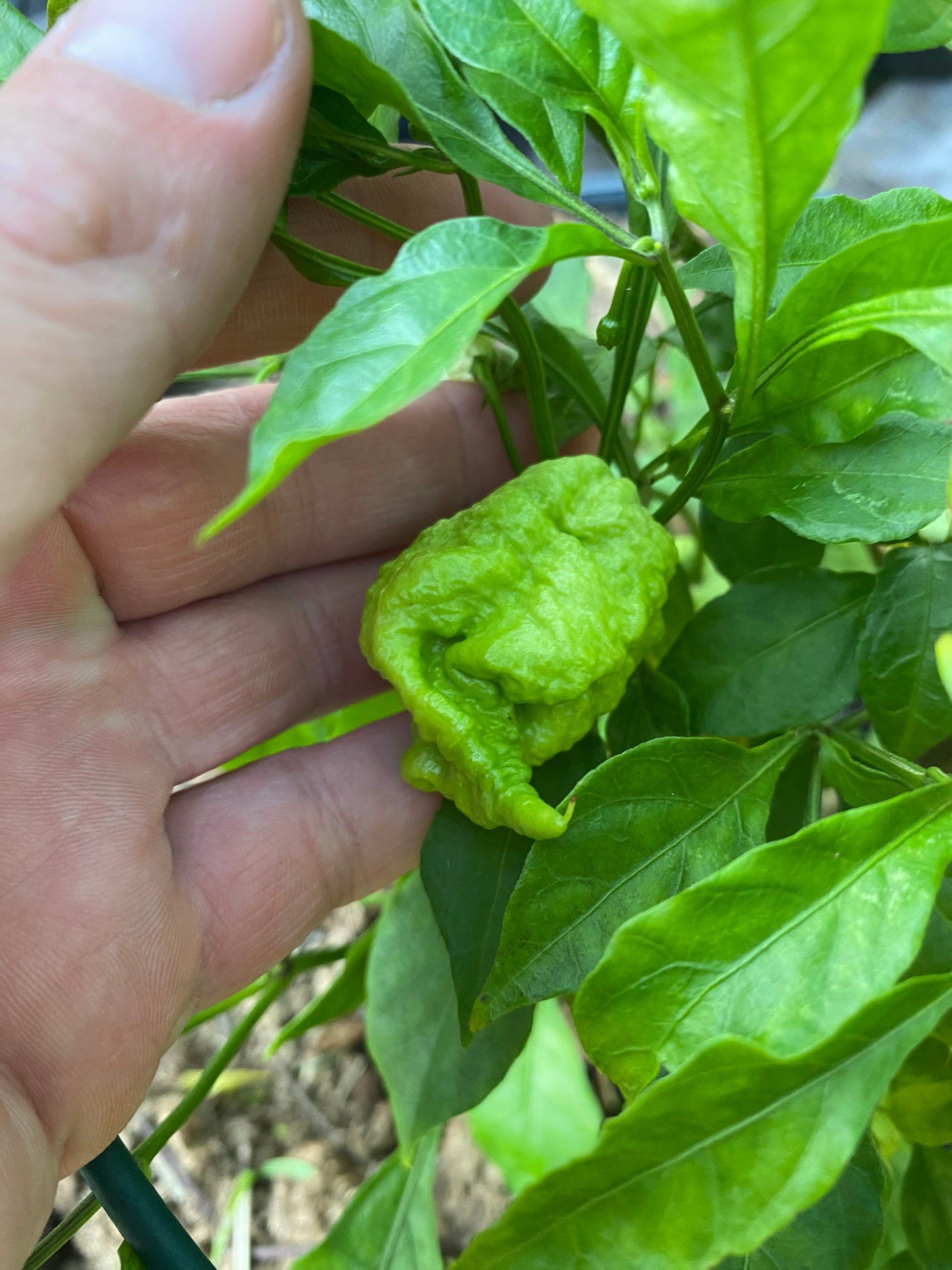 Reaper of Death Orange