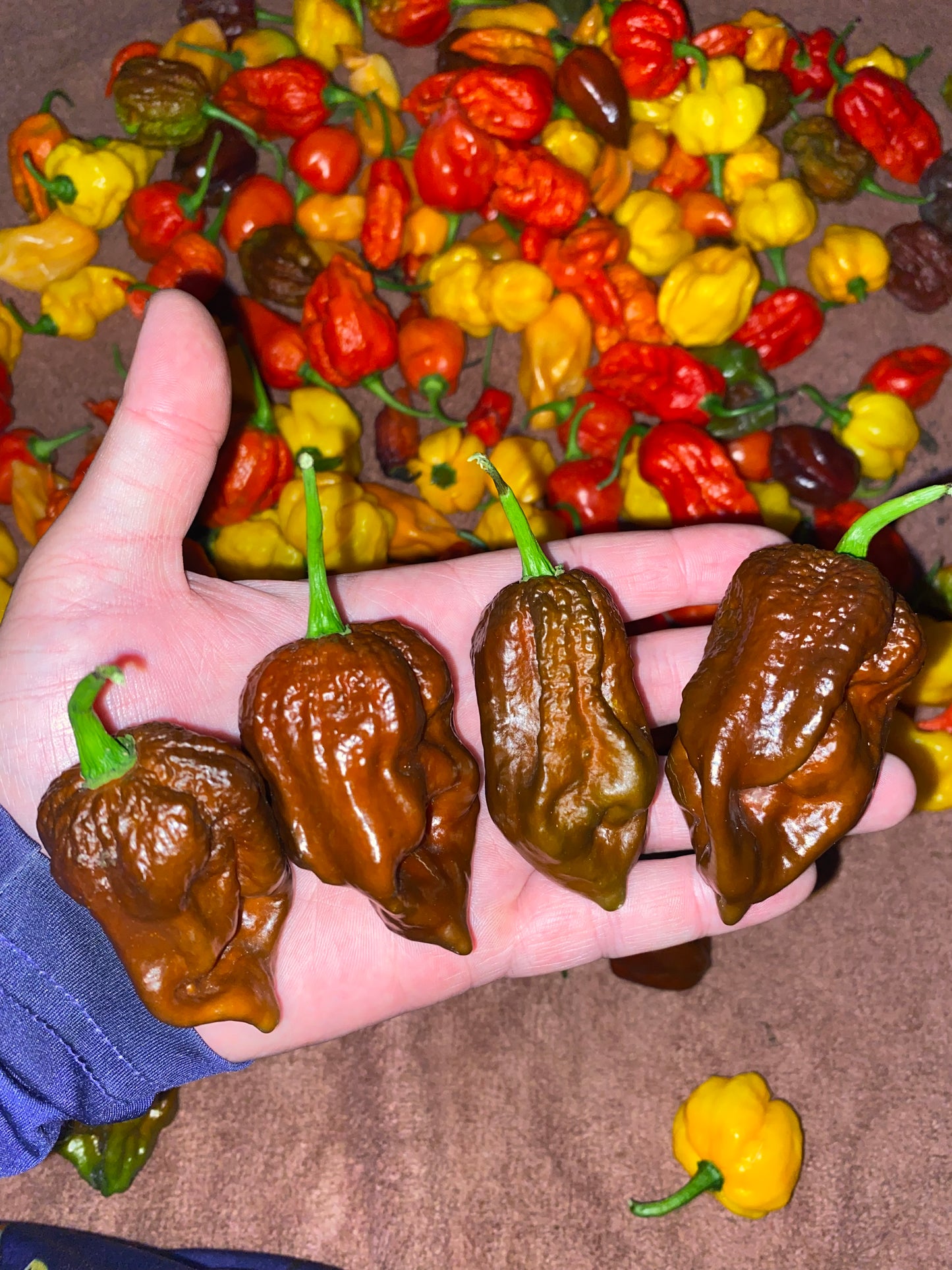 Chocolate Ghost (Super Hot)