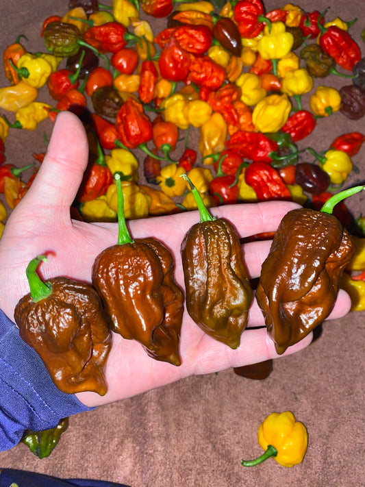 Chocolate Ghost (Super Hot)