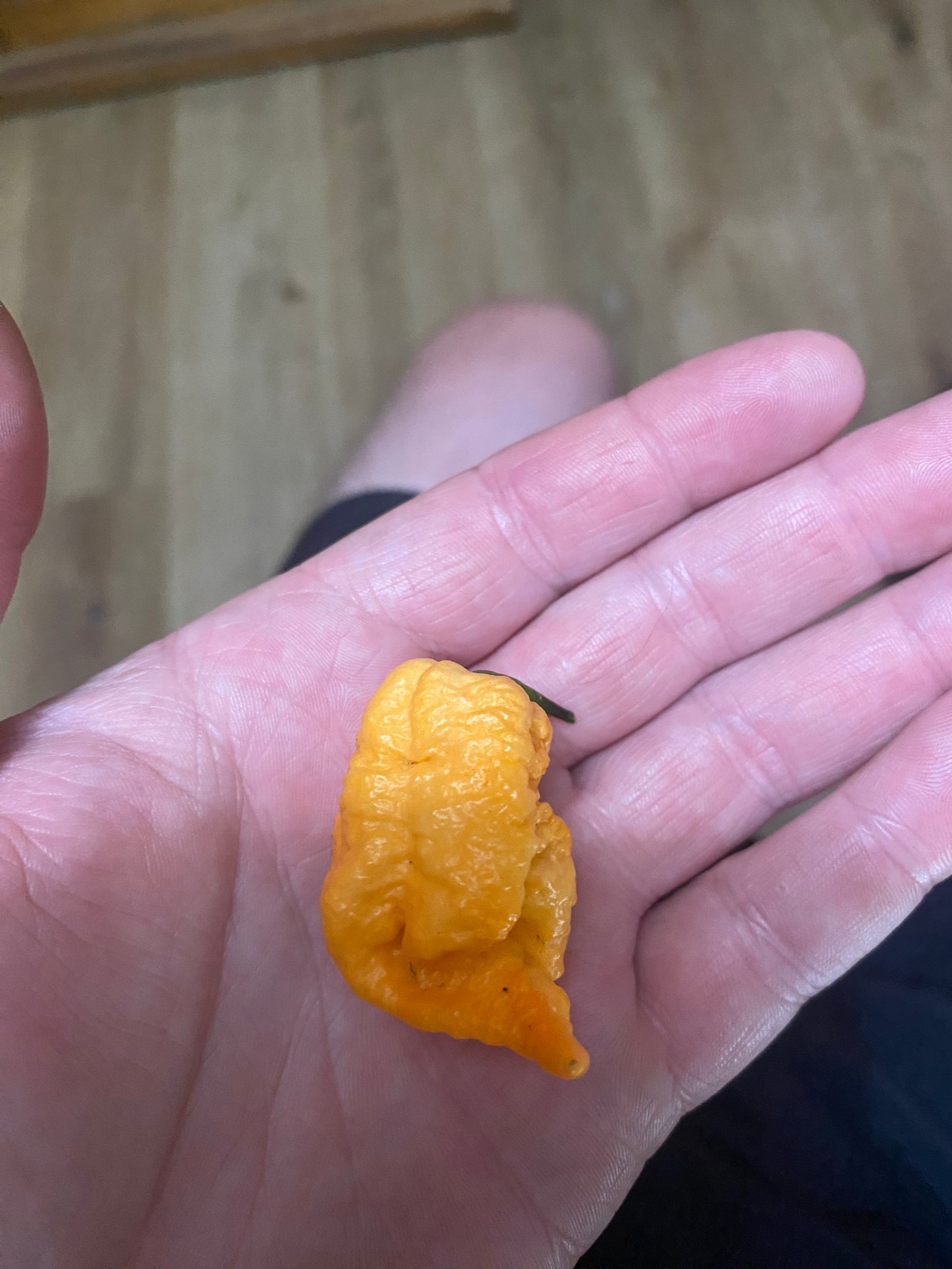 Reaper of Death Orange
