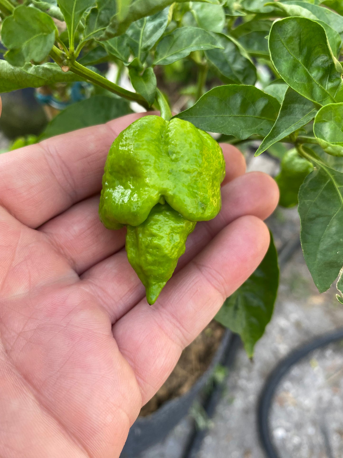Chocolate Apocalypse Scorpion