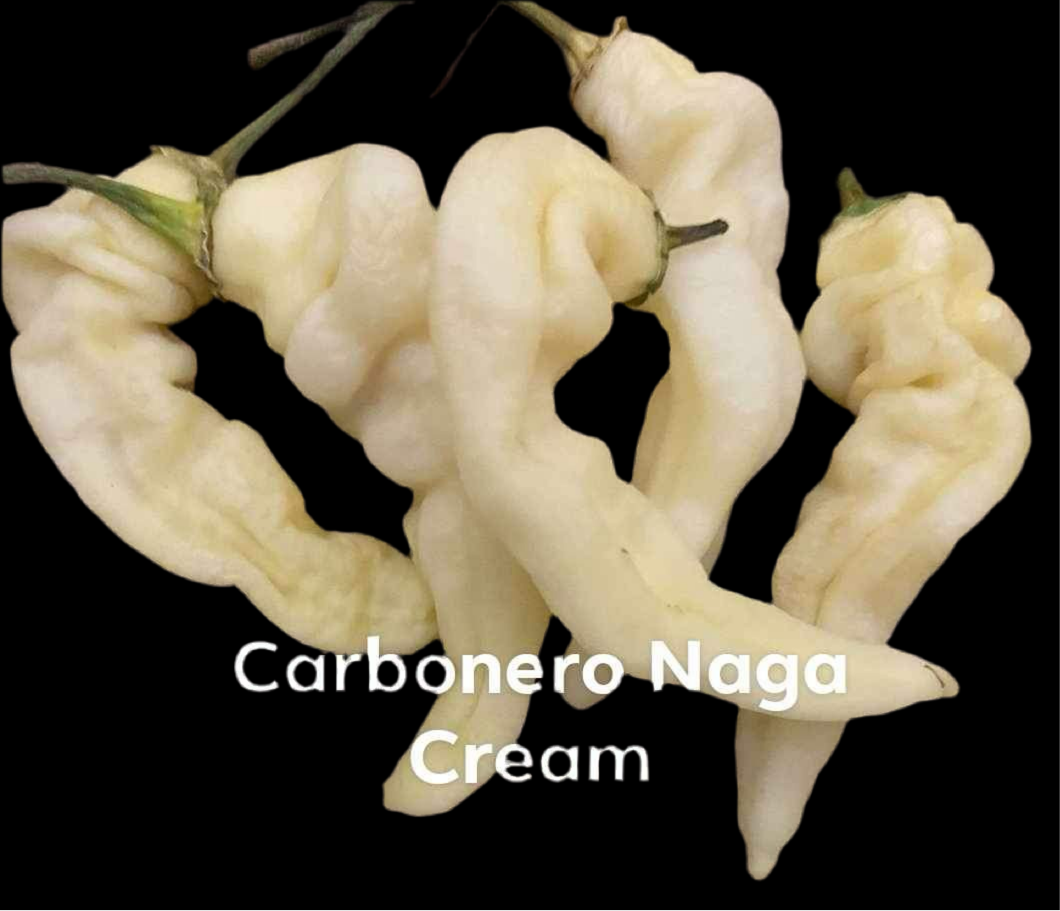 Carbonero Naga Cream