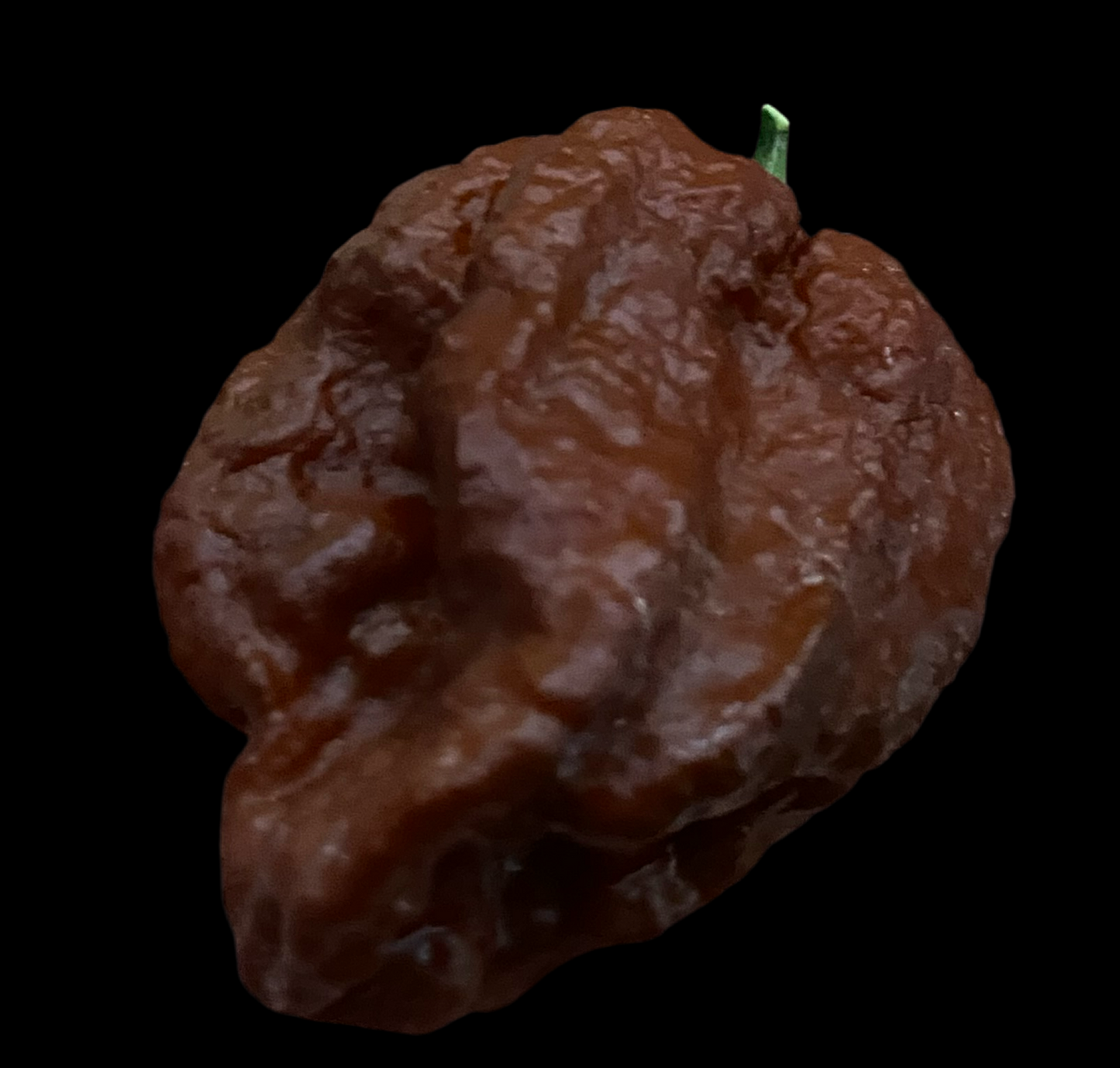 Chocolate Brain Strain