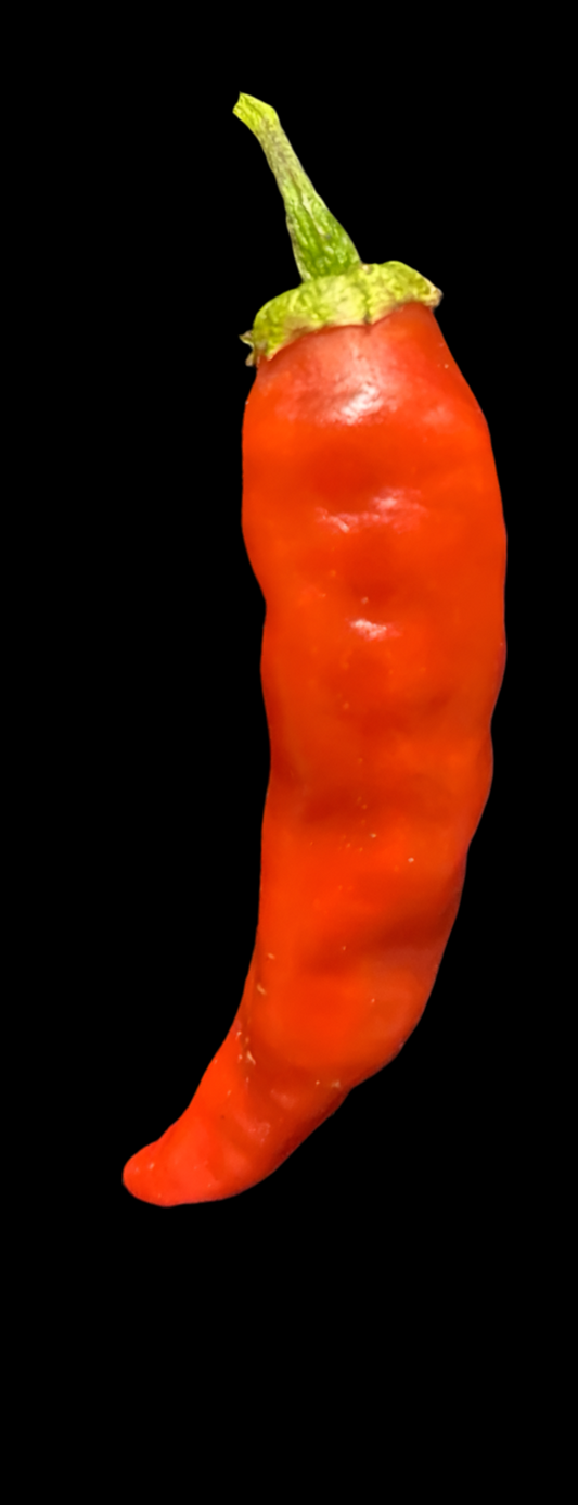 Thick Red Cayenne