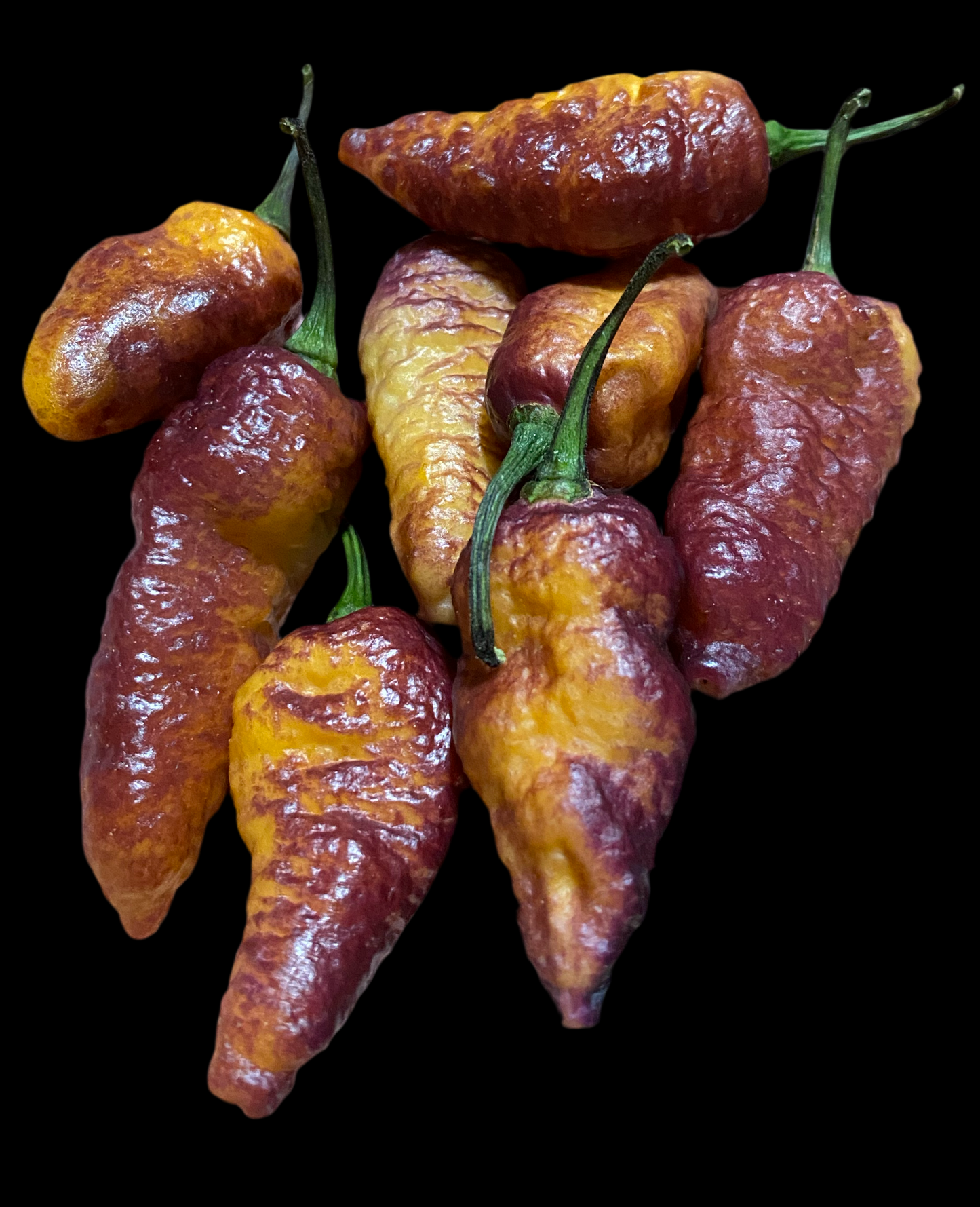 Pink Tiger X Peach Bhut