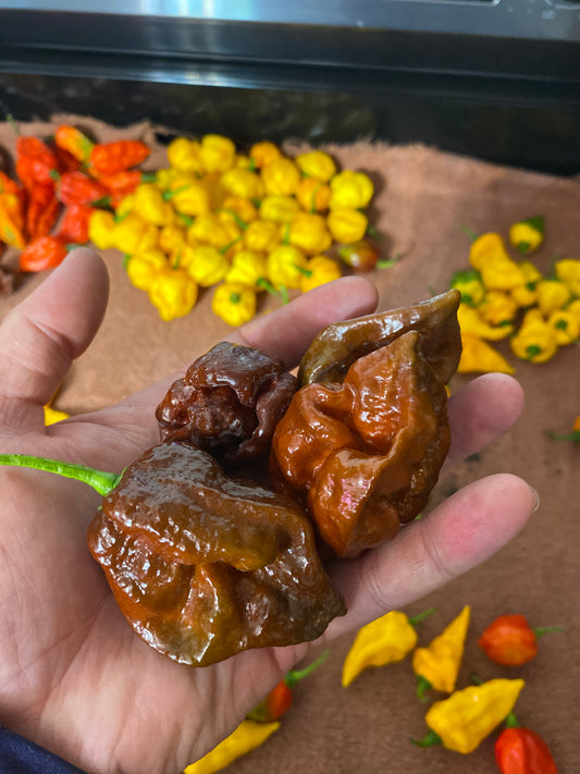 Chocolate Moruga Scorpion