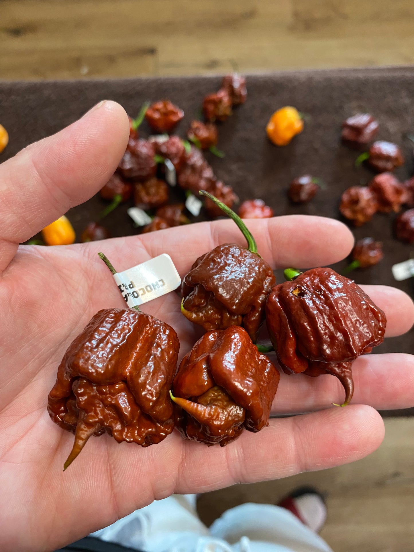 Chocolate 7pot primo