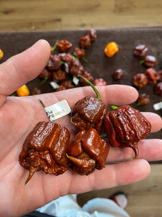 Chocolate 7pot primo