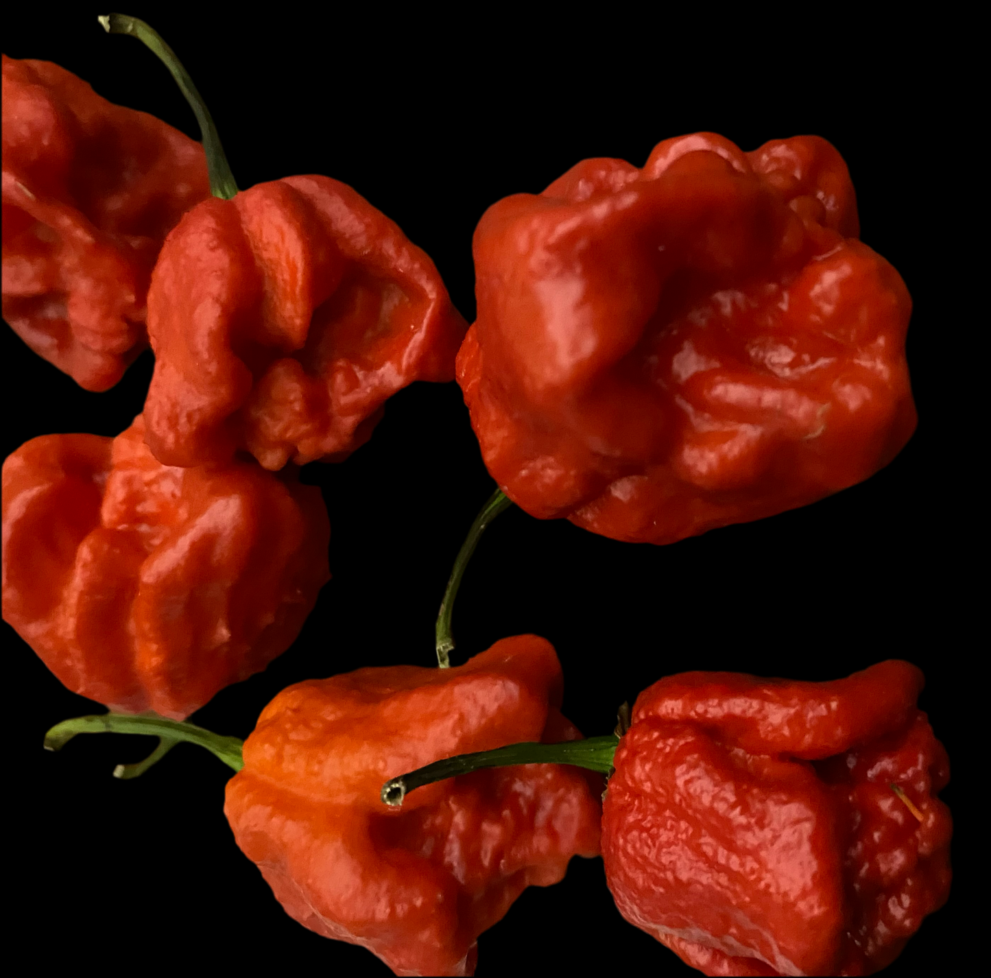 Red Ghost X Red Moruga