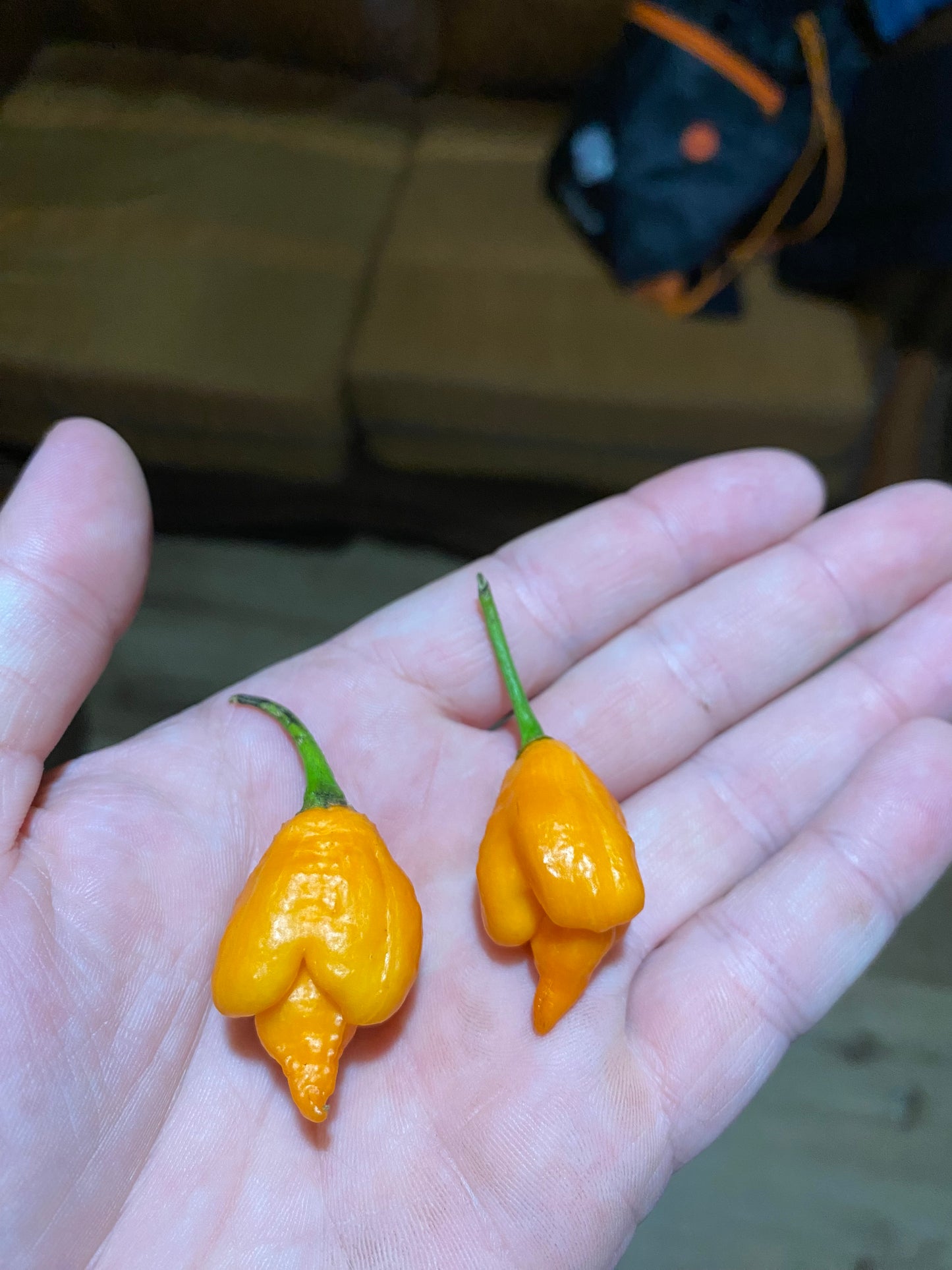Orange Rhino
