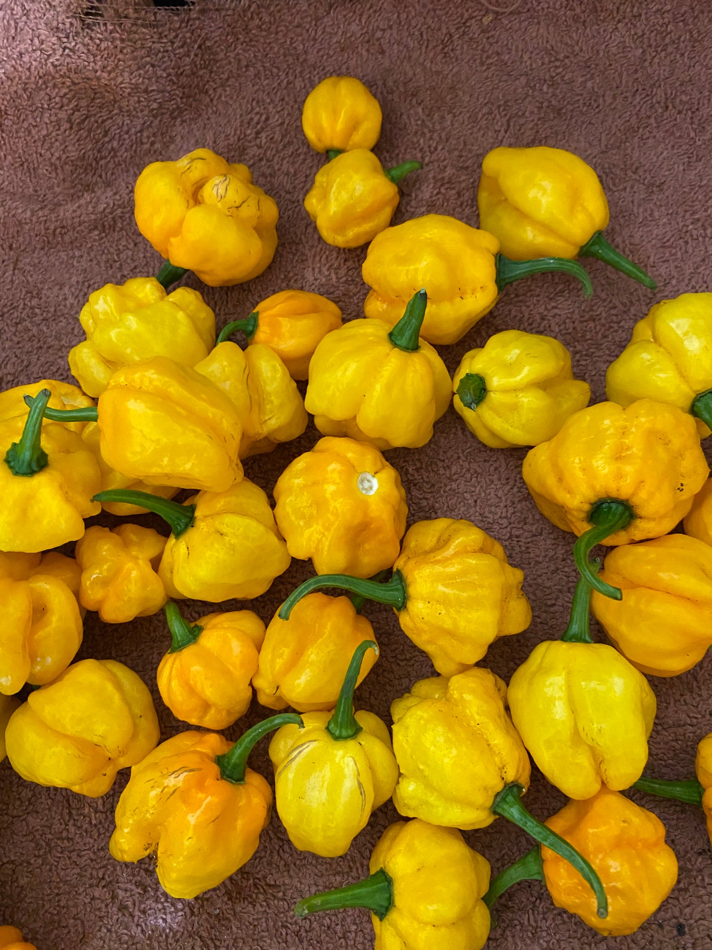 Yellow Scotch Bonnet