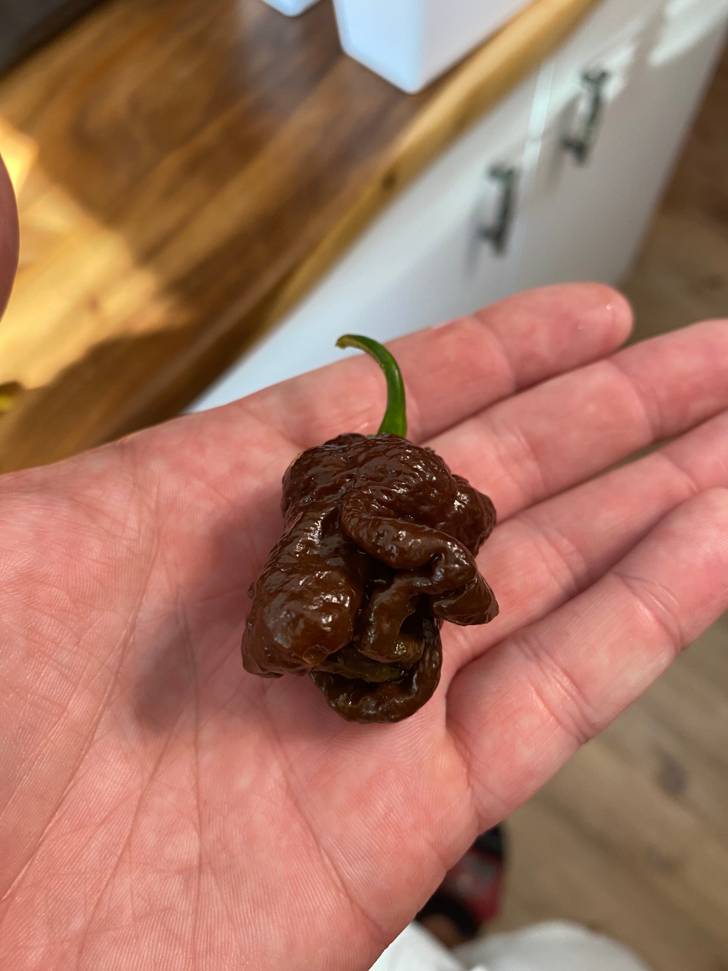 Chocolate skunk