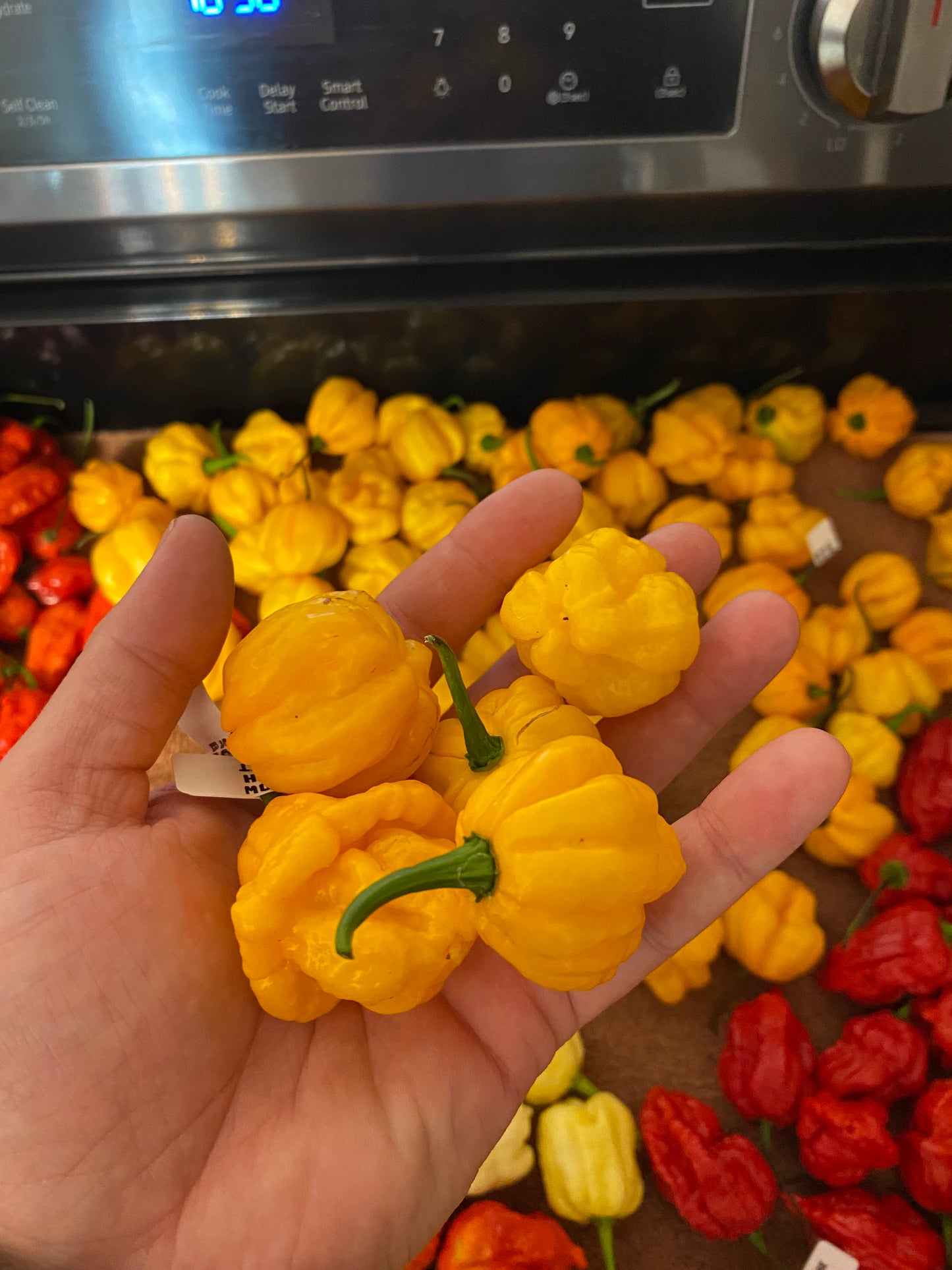 Yellow Scotch Bonnet