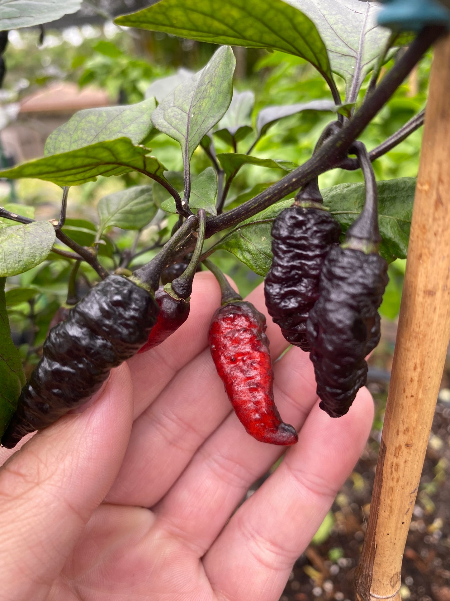 CB Naga Twster Pheno