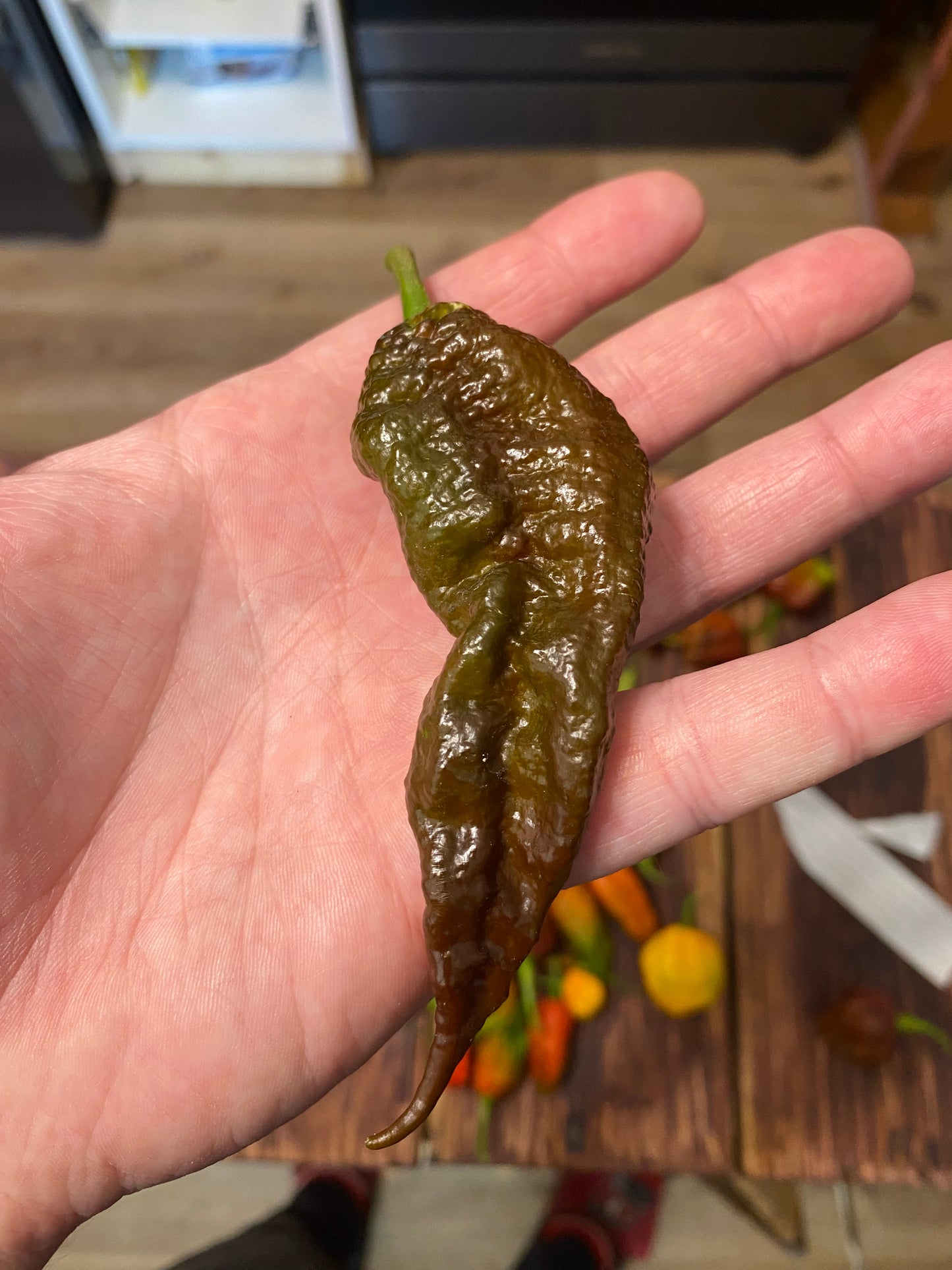 Chocolate Primotalii