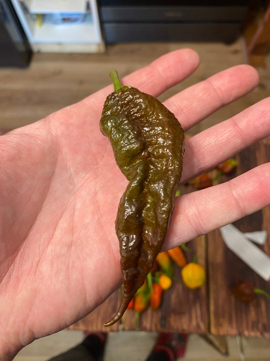 Chocolate Primotalii