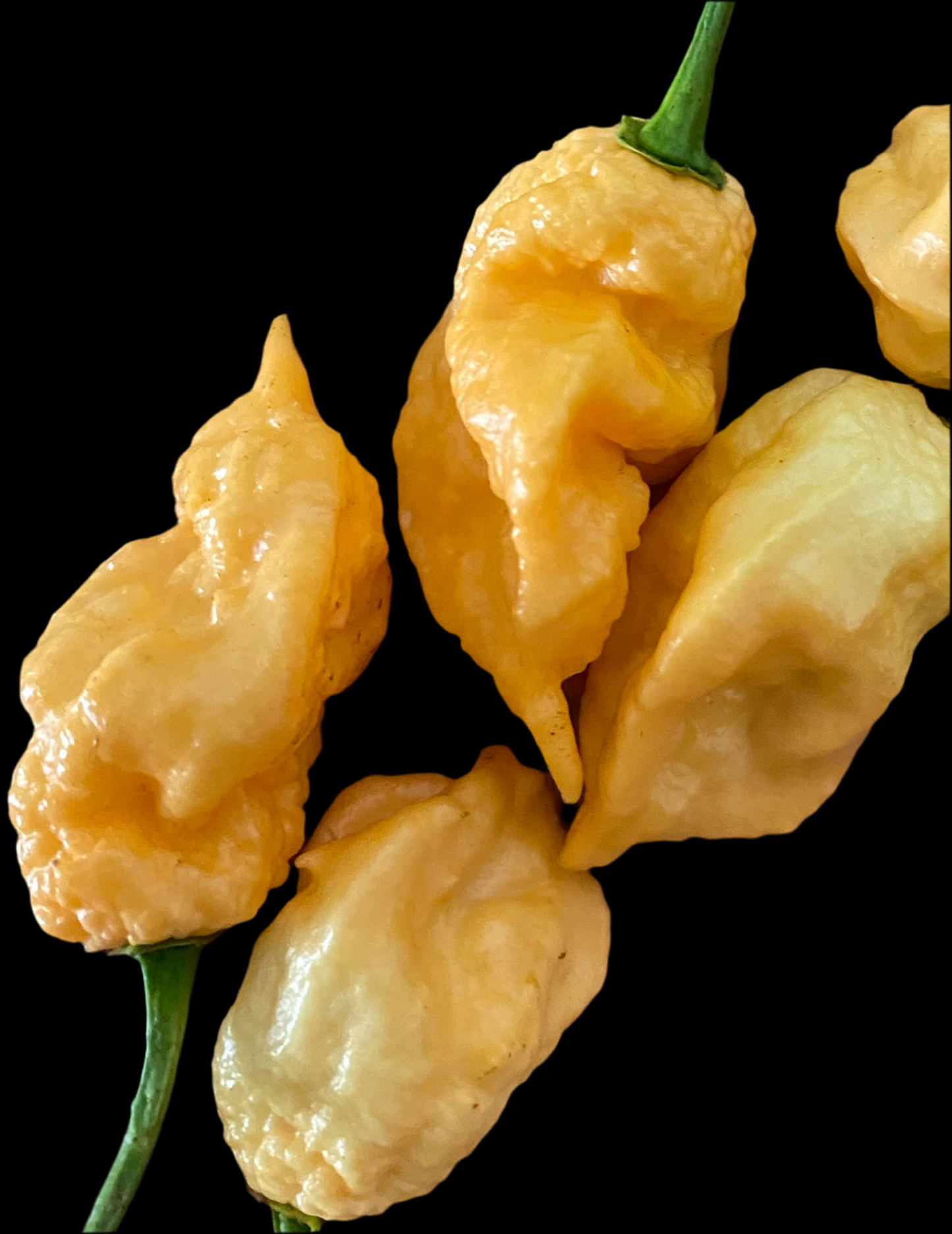 California Reaper
