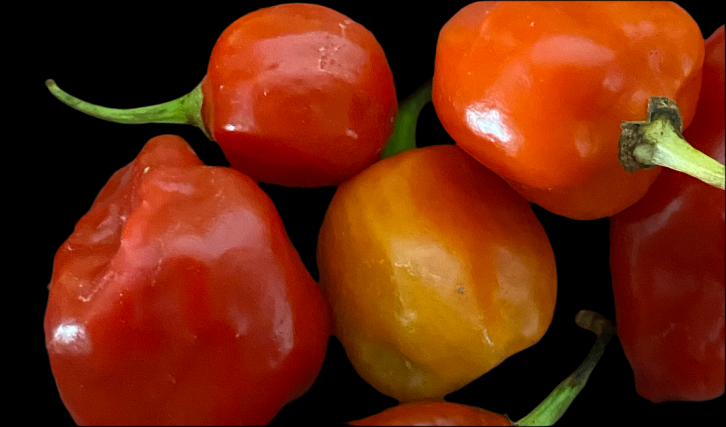 Red Savina