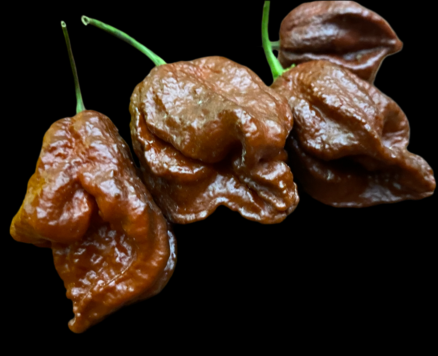Chocolate Douglah X Red Reaper