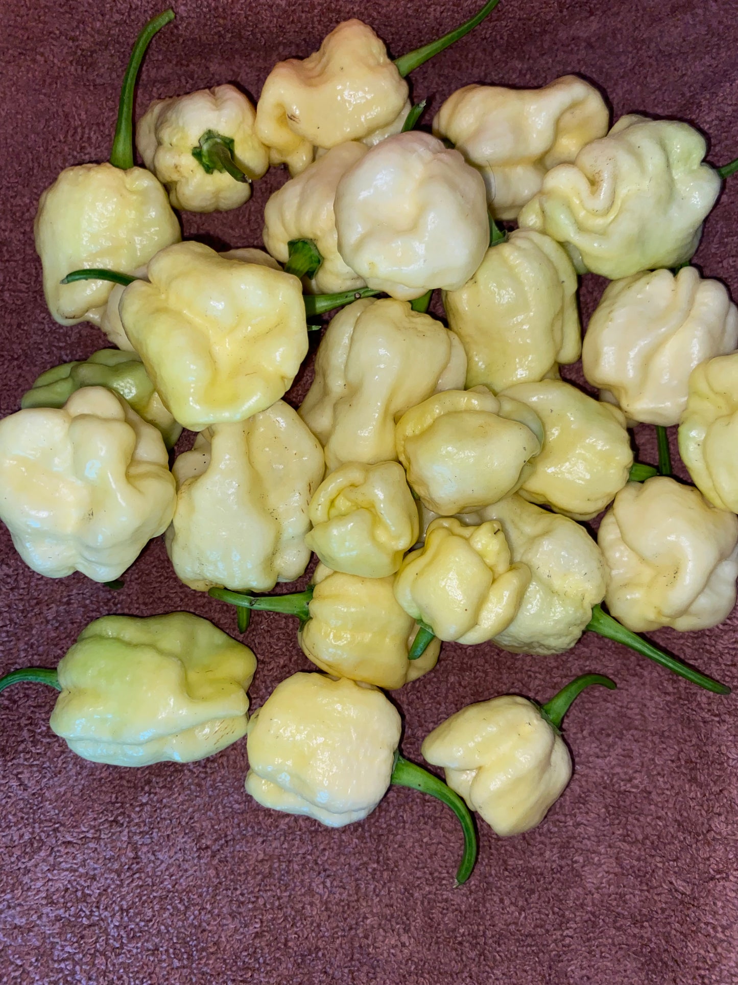 White Moruga Scorpion