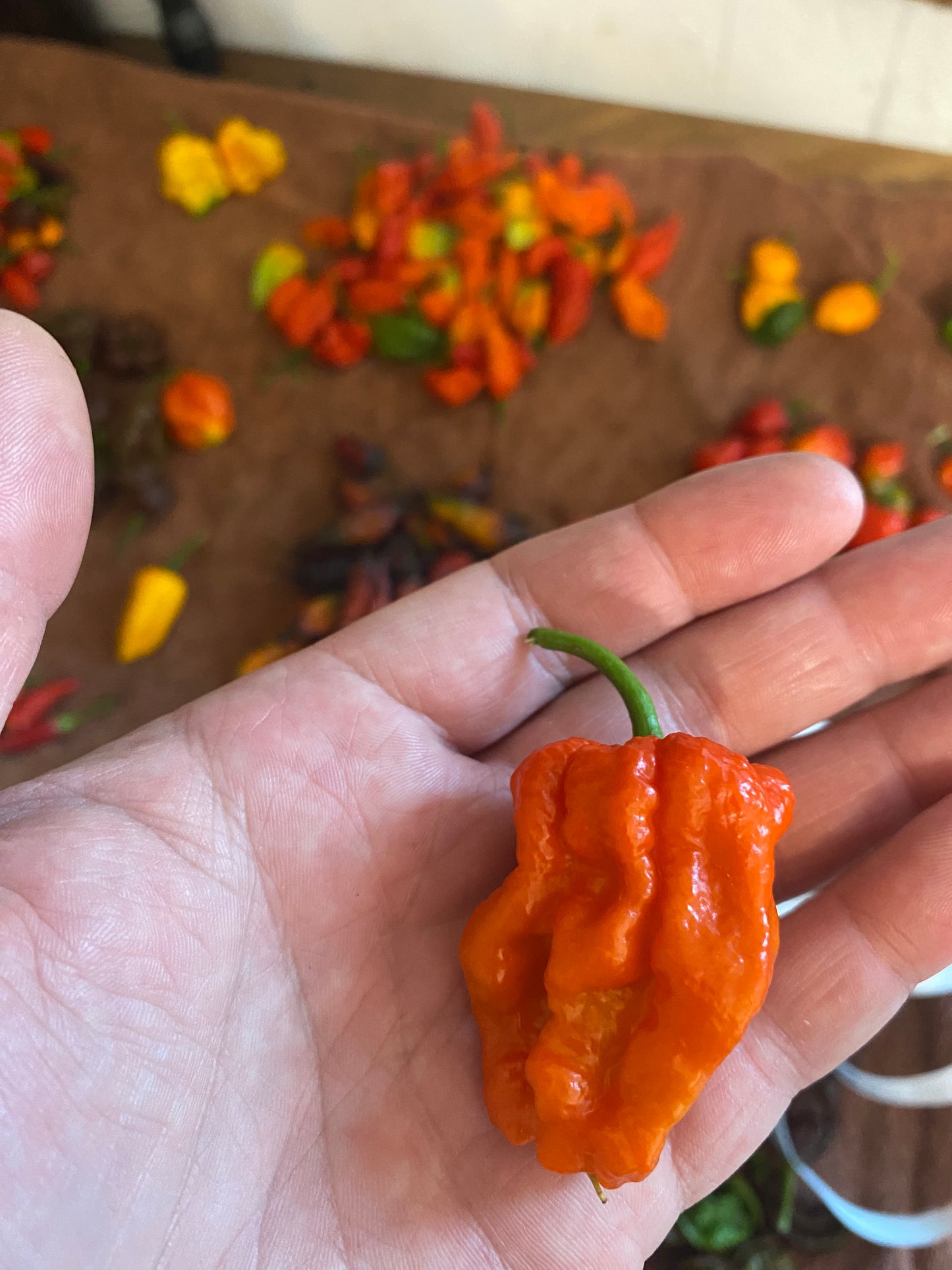 Orange Ghost Jami