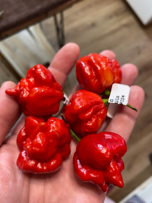 Red Moruga Scorpion