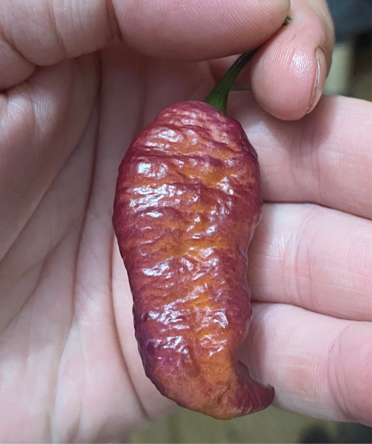 Pink Tiger X Peach Bhut